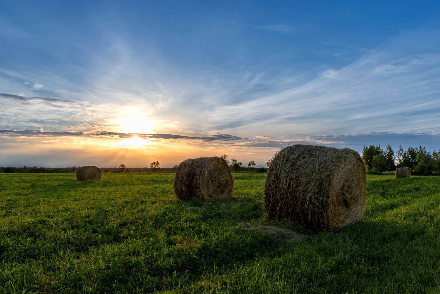 , Желенговский Виктор