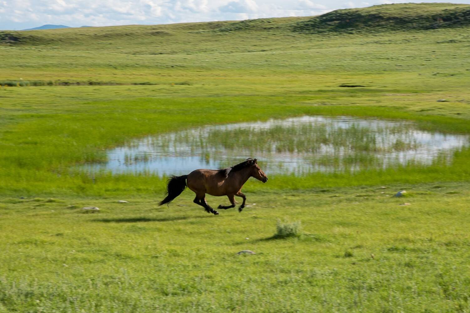 монголия, горы, лето, облака, озеро, горы, лошадь, Юрий Мальцев