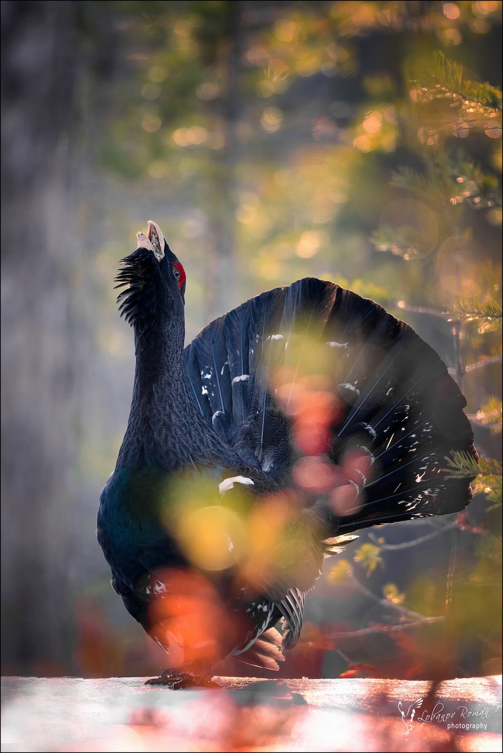 , Лобанов Роман