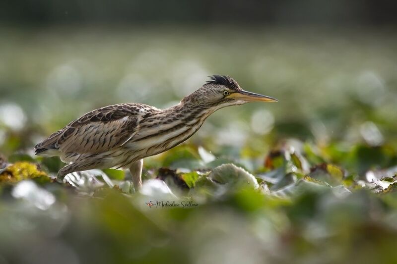 Цапелька. фото превью