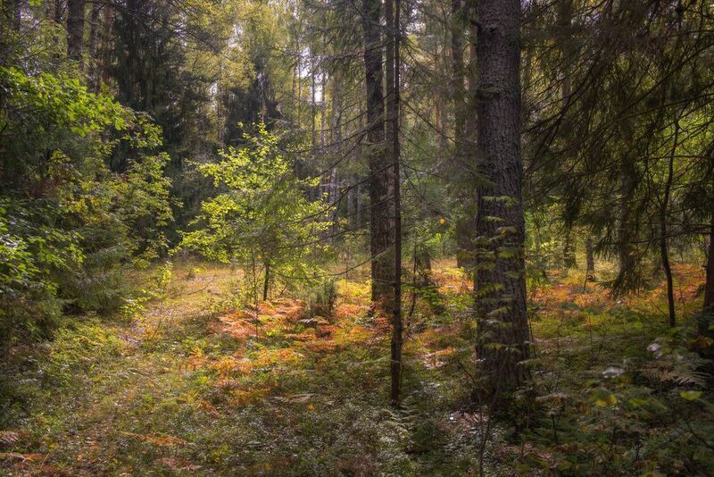 лес чаща тропинка свет вязниковский комары В конце лета фото превью