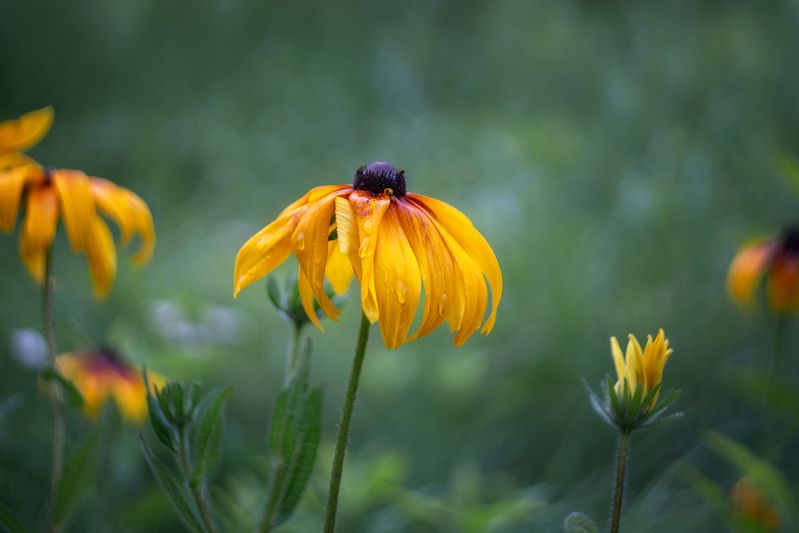 Рудбекия после дождя фото превью