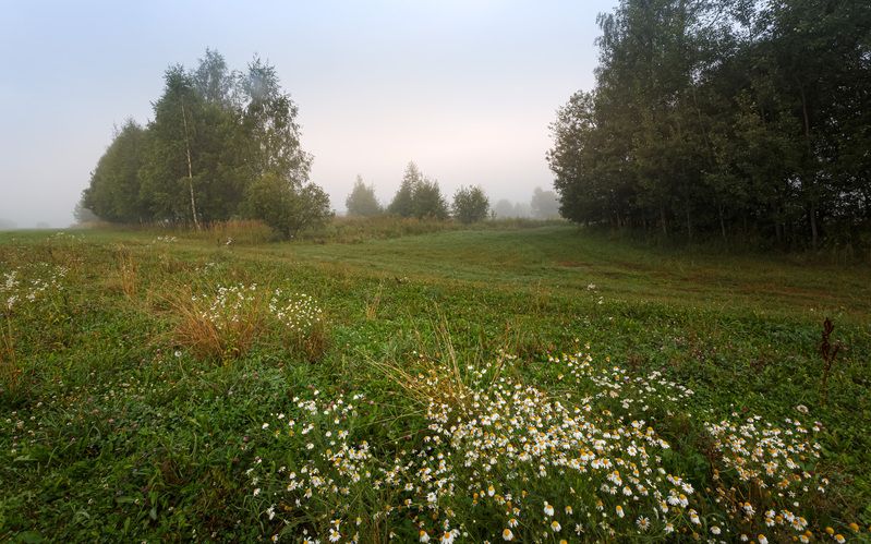 утро туман Торбеево Туманное утро... фото превью