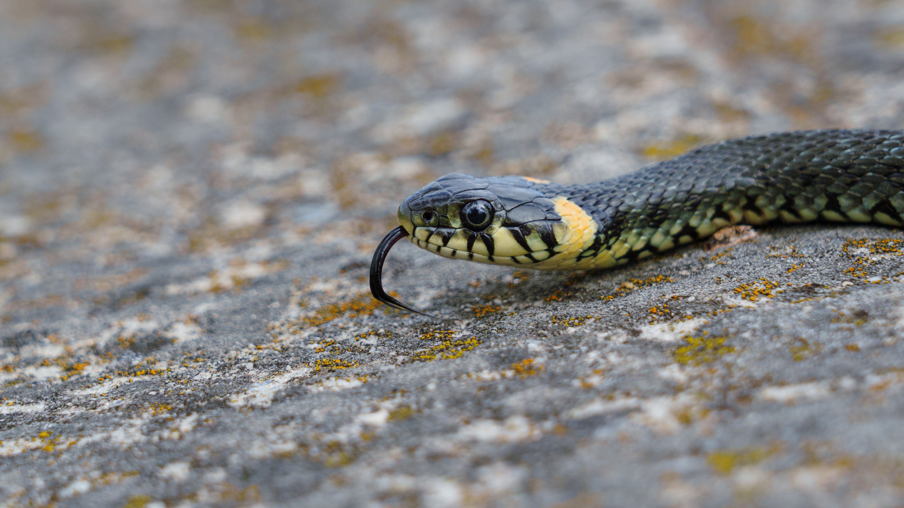 Уж фото превью