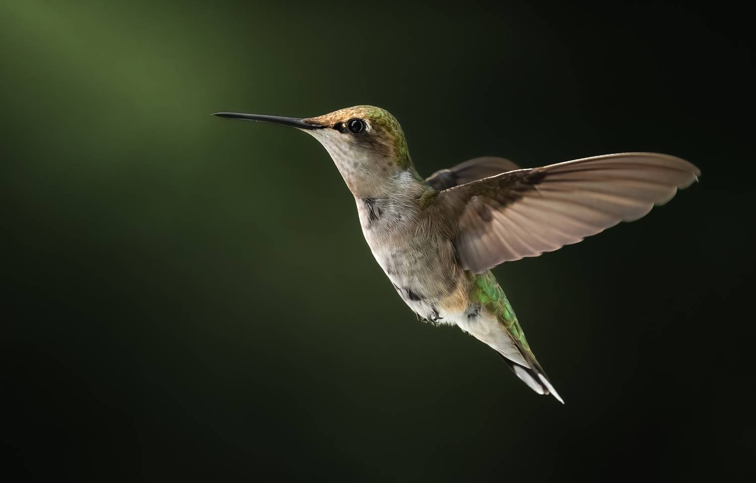 bird, humming, hummingbird, hummingbirds, hummer, rufous, nature, animals, wild, action, dynamic, Atul Saluja