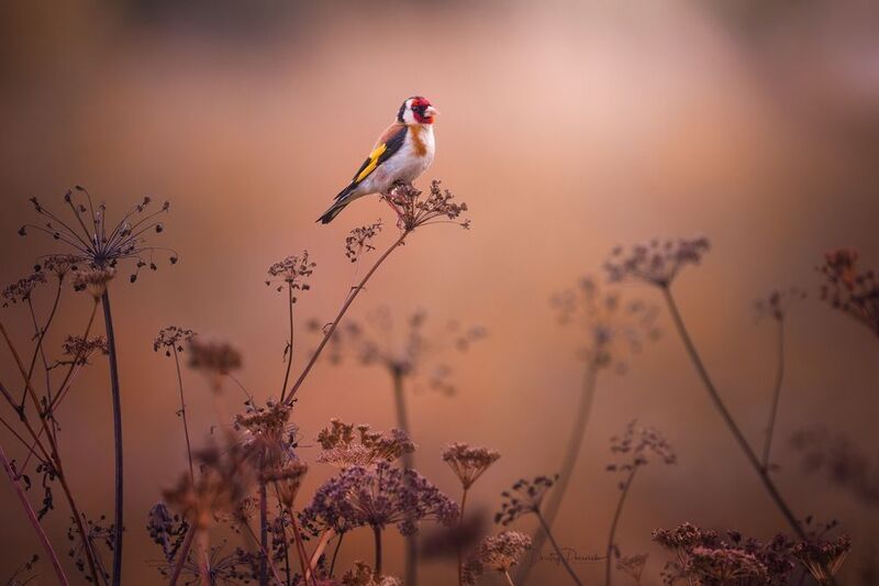 природа, лес, поля, огороды, животные, птицы, макро На исходе лета фото превью