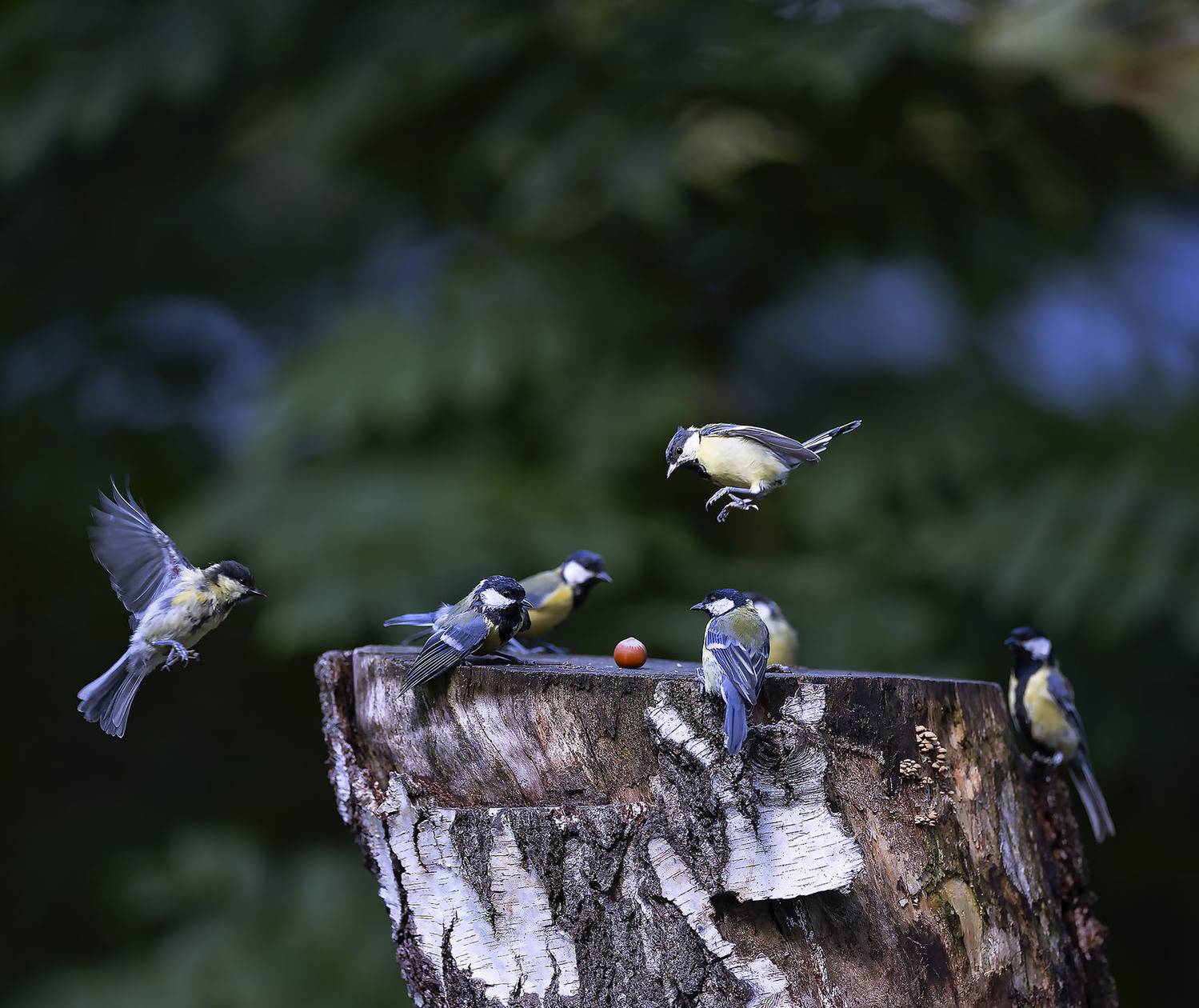 синицы, полёт, охота, природа,birds,flight, nature, Стукалова Юлия