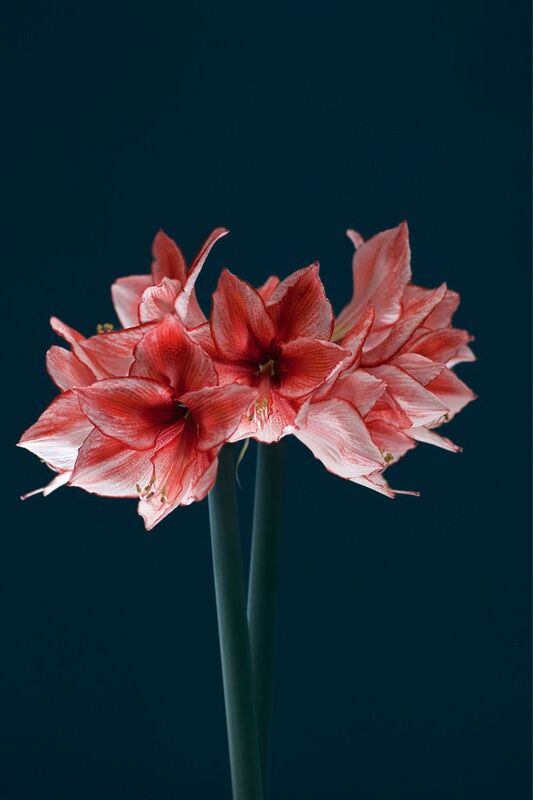 Цветущий гиппеаструм фото превью