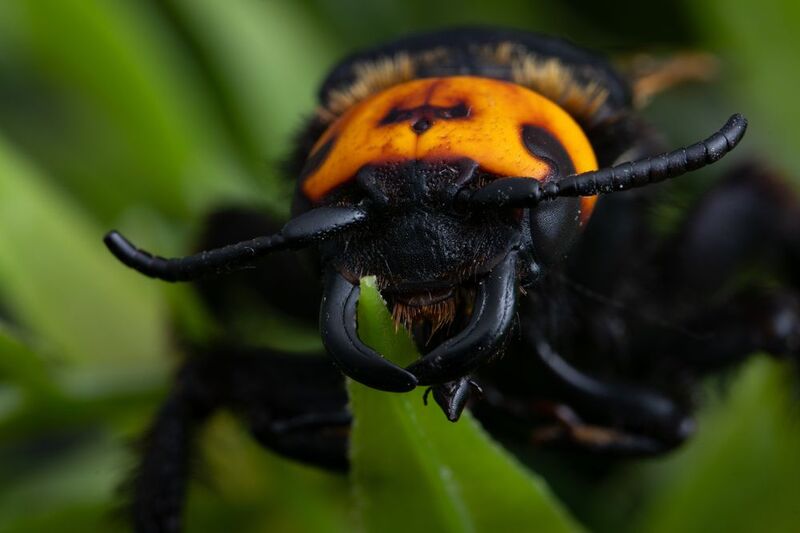 Megascolia maculata фото превью