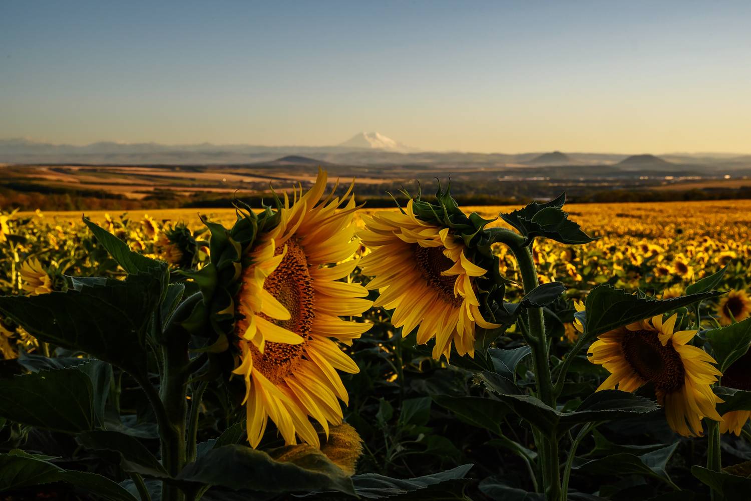 кавказ, кмв, кавказские минеральные воды, поле, эльбрус, подсолнухи, Zakharov Armen