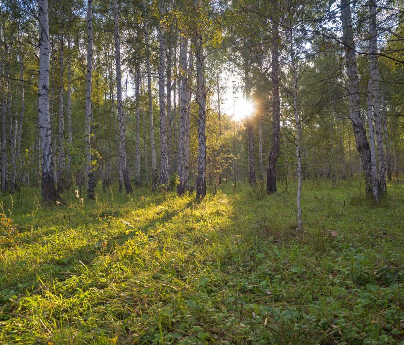Вечерний свет фото превью