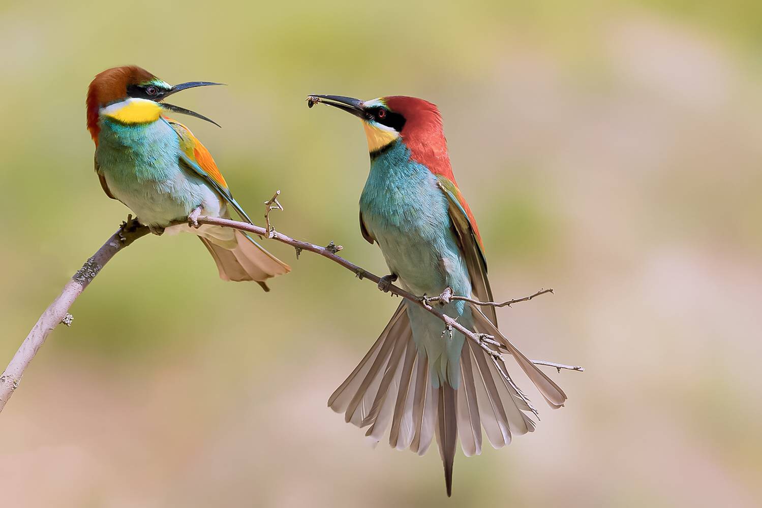 природа, Валерий Черняк