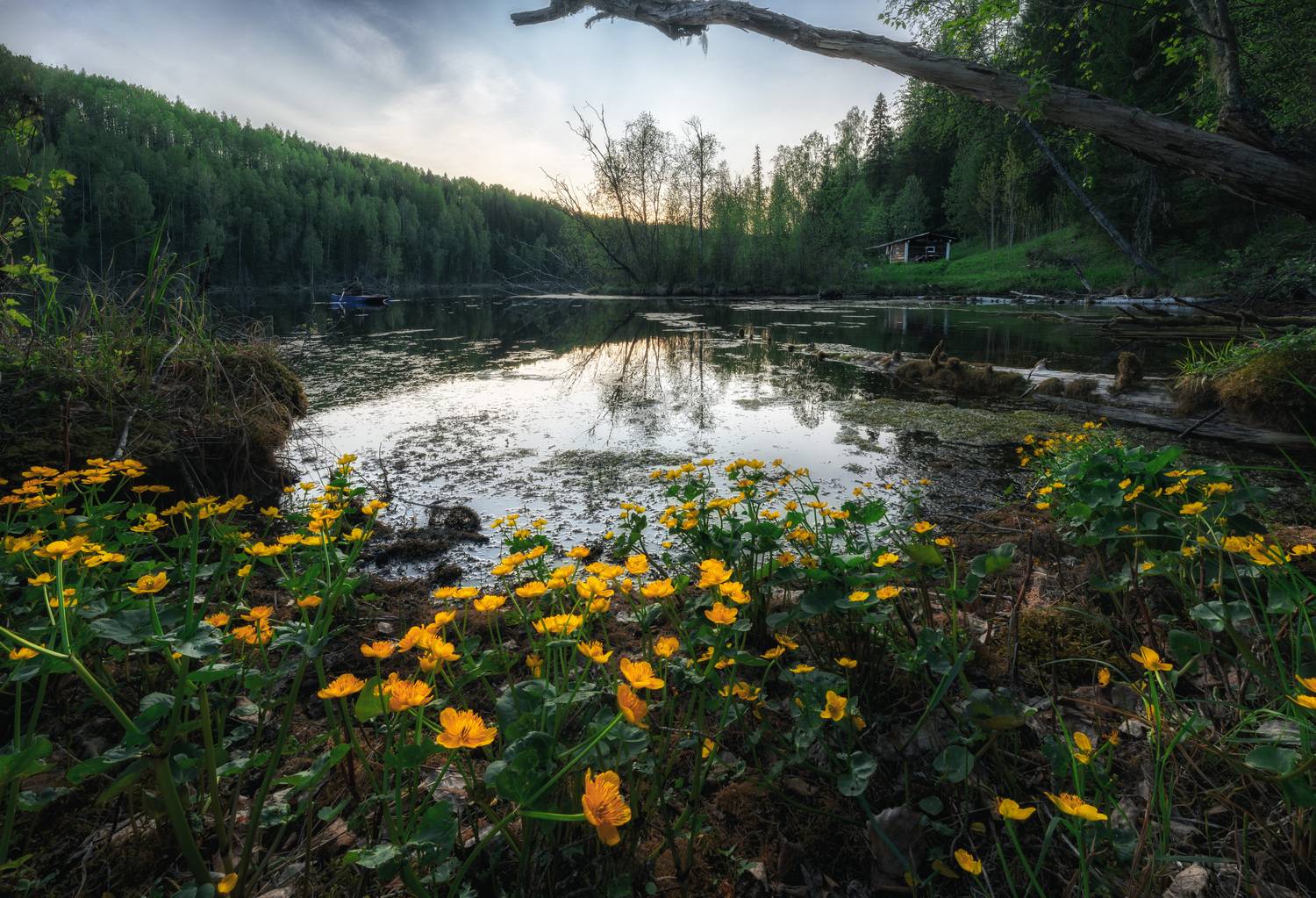 , Алексей Турчин