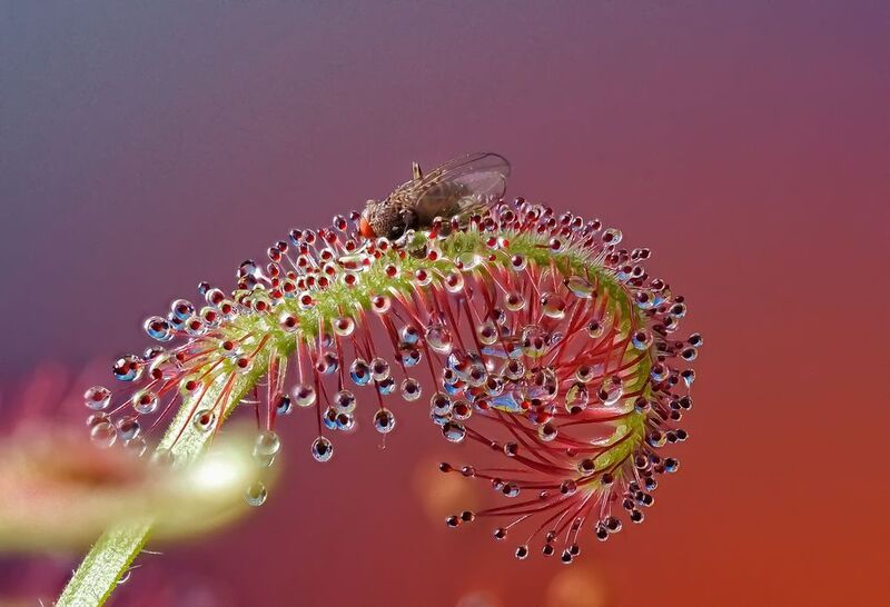 Росянка охотится фото превью