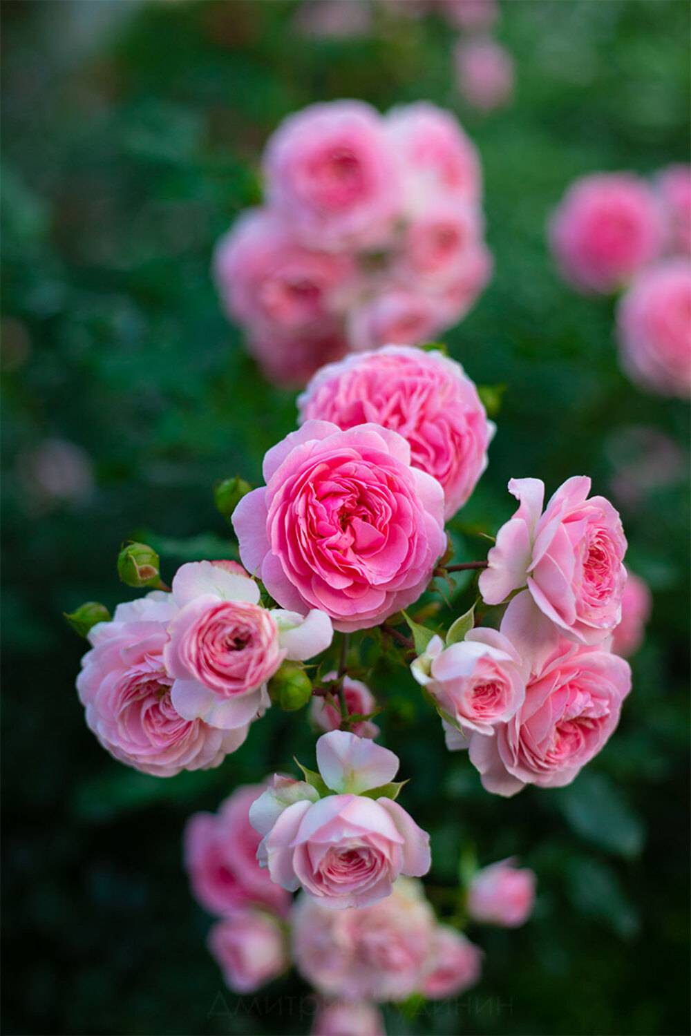 , Чудинин Дмитрий