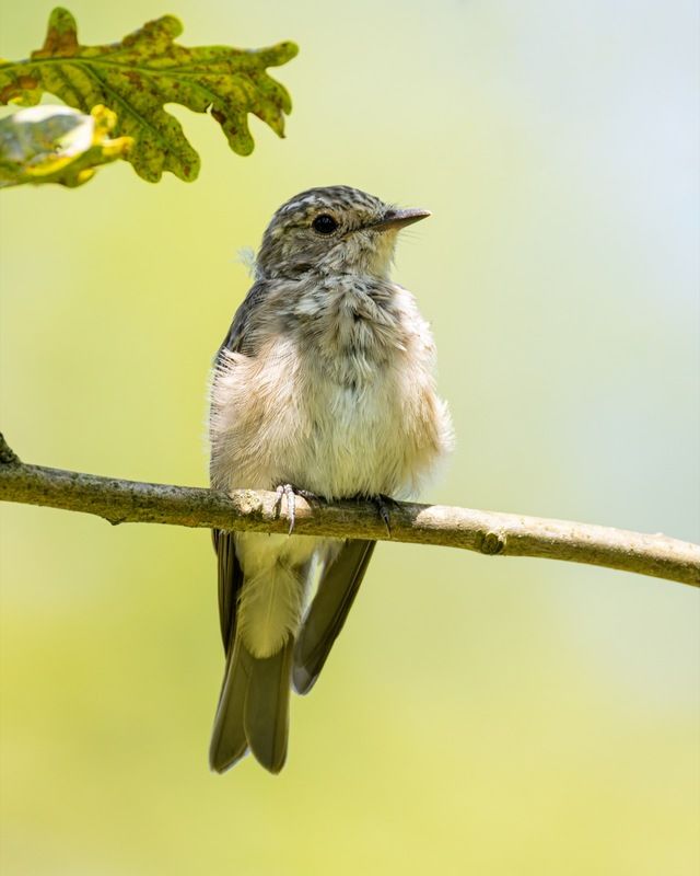 серая мухоловка, мухоловка, слеток, птицы Серая мухоловка фото превью