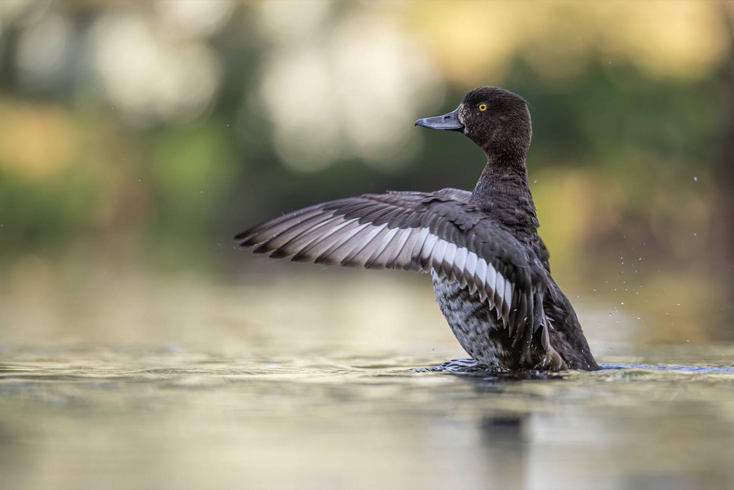 нырок, хохлатая чернеть, утка, птицы, Руслан Pl