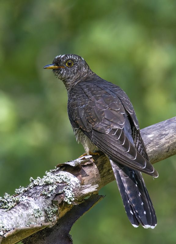 Городская кукушка :) фото превью