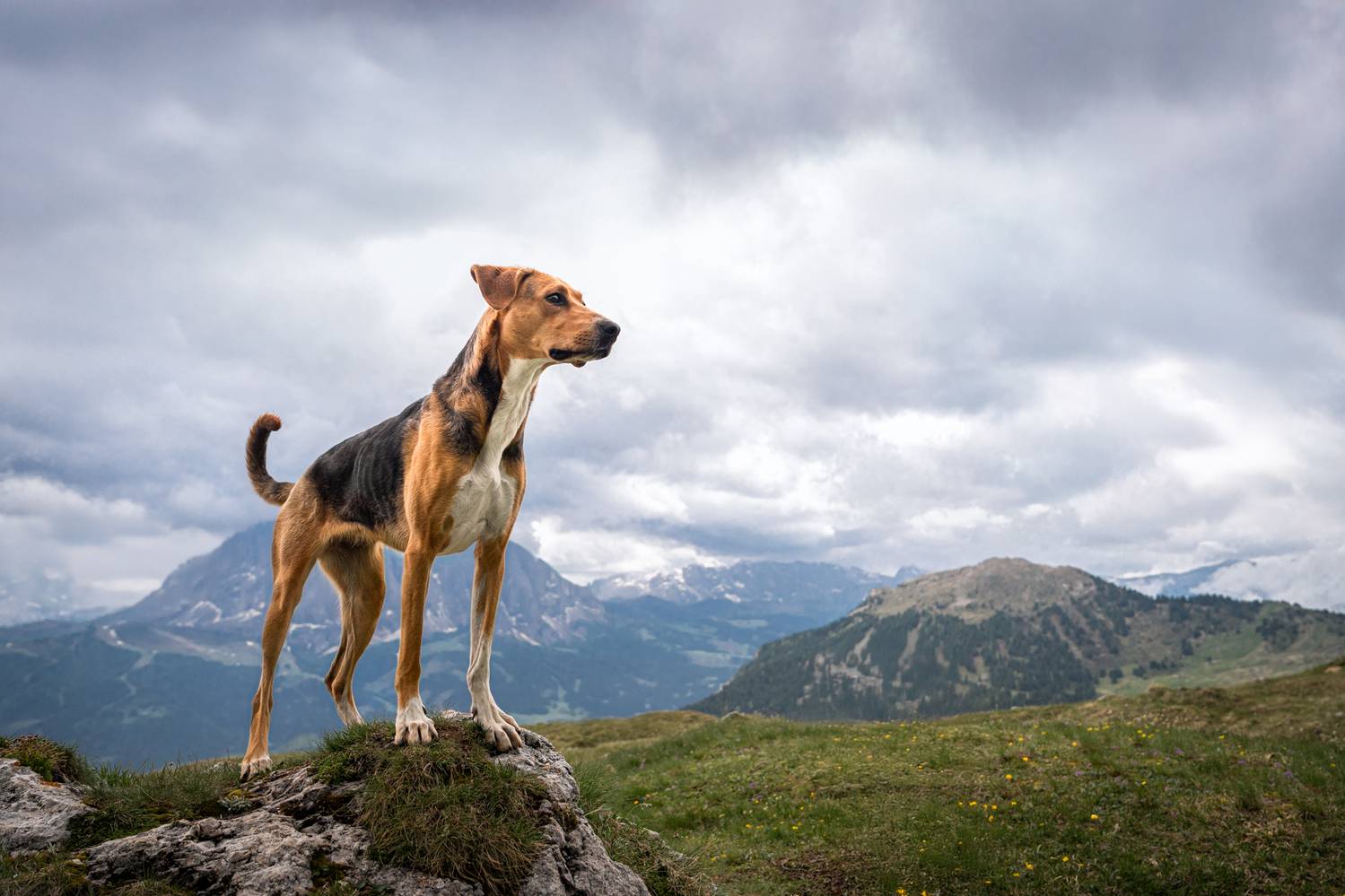 , Kriszti&aacute;n Csalami