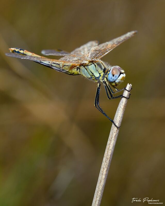 DRAGONFLY фото превью
