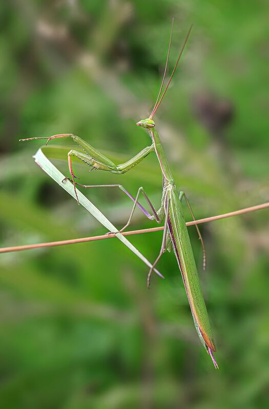 насекомые, богомол, хищник, лето, август Стройняшка фото превью