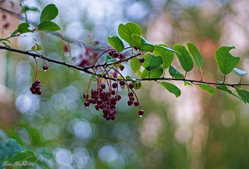 *** фото превью