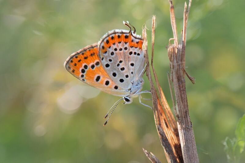 *Жаркое лето... фото превью