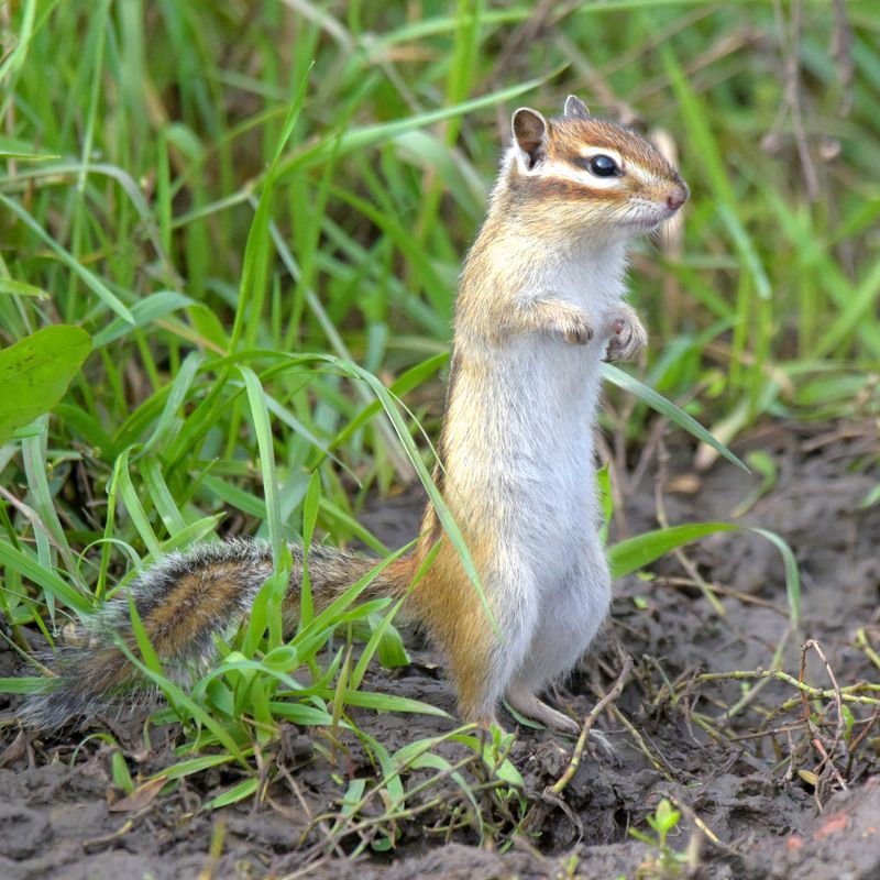 Заготовка на зиму. Ни одно зернышко не пропадет. фото превью