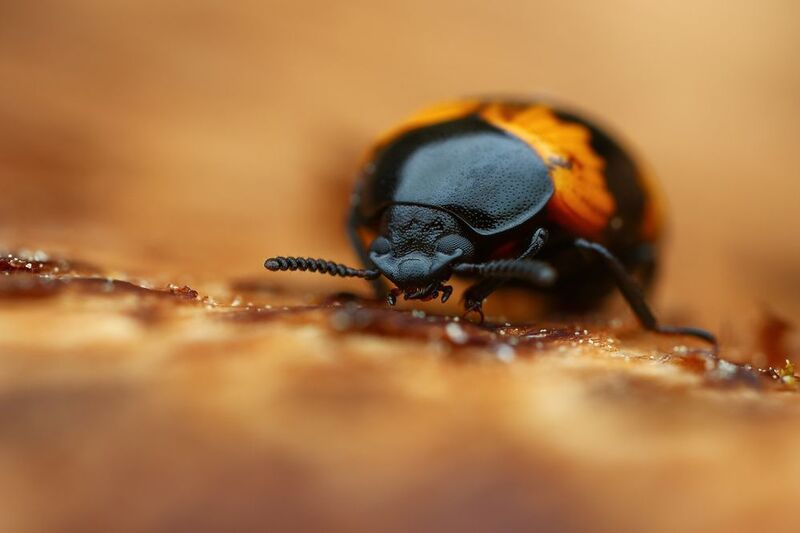 макро, природа, животное, растение, цвет, фото, коричневый, жук Любитель грибов фото превью