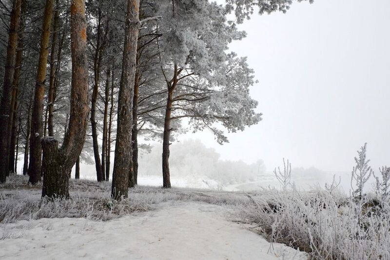 Лес у реки. фото превью
