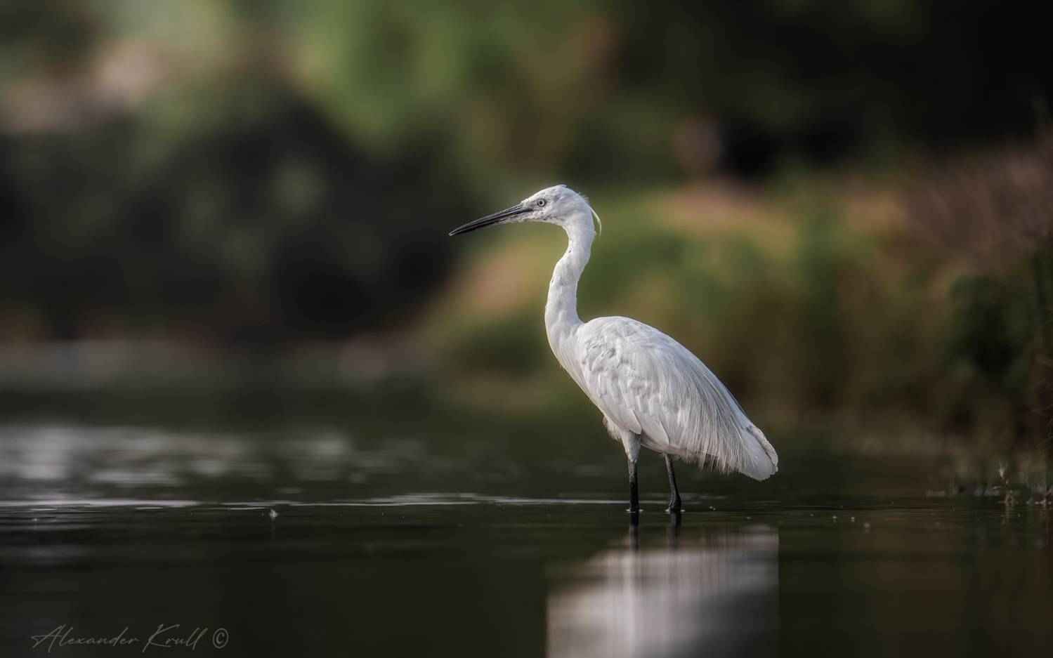 цапля, малая белая цапля, egretta garzetta, Круль Александр