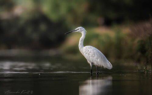 На утренней охоте