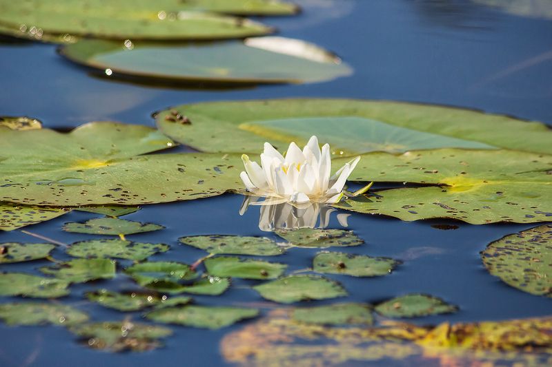 природа, вода, озеро, макро, белая кувшинка, нимфея, водяная лилия Белая королева водоемов фото превью