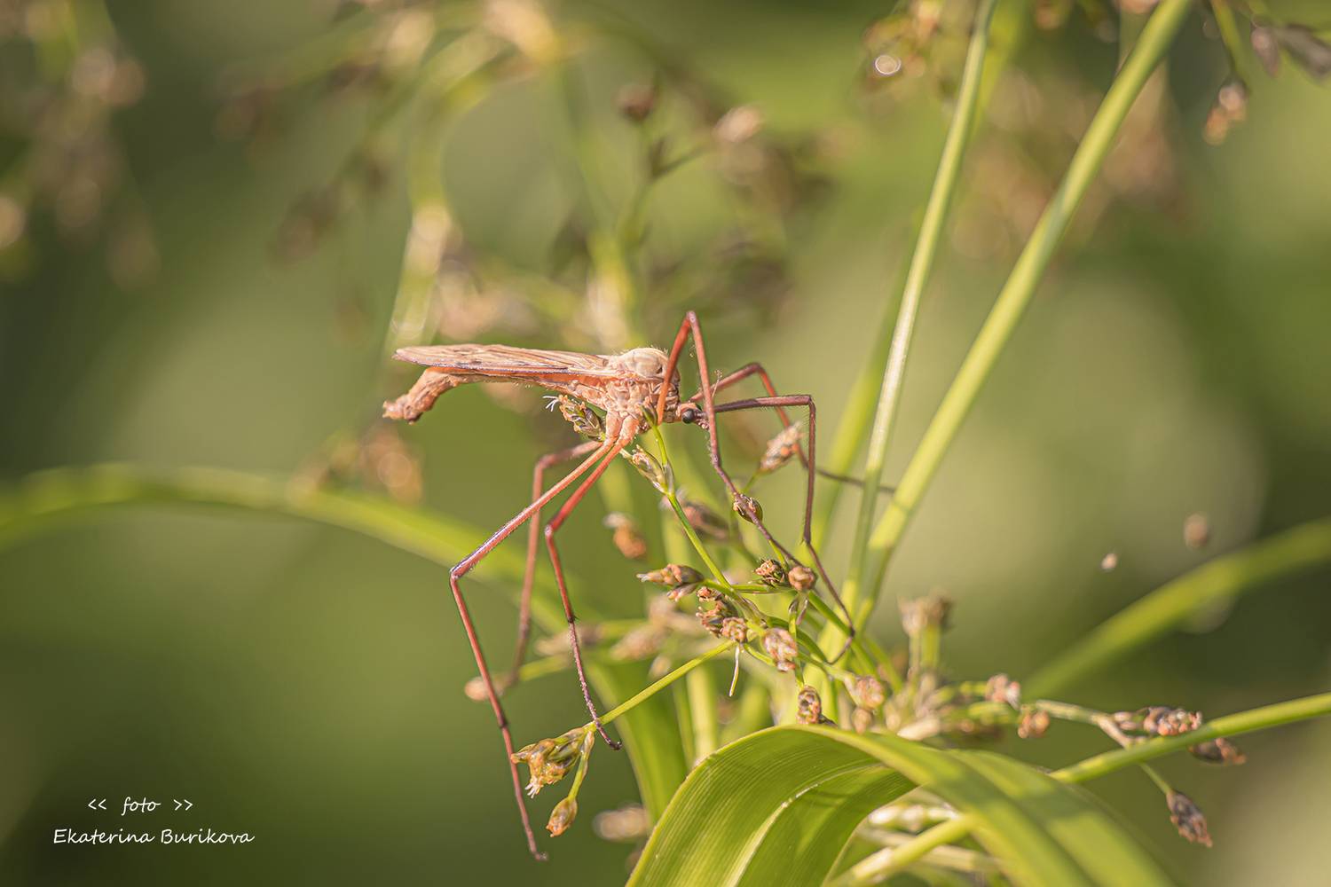 , Бурикова Екатерина