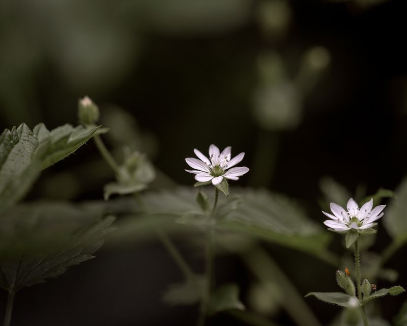 Трио фото превью
