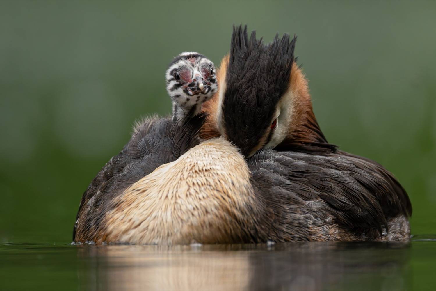чомга, птицы, поганка, большая поганка, птенцы, Руслан Pl