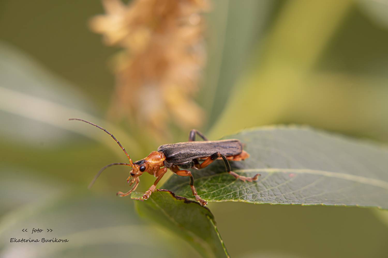 , Бурикова Екатерина