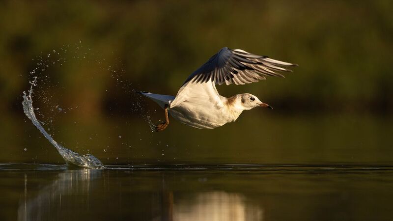 Gull фото превью