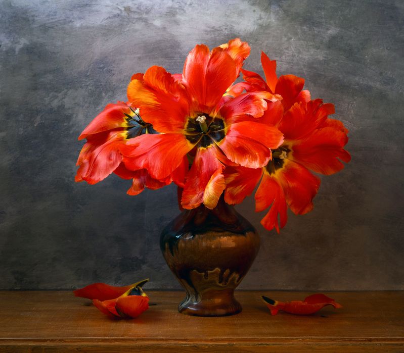 Красные тюльпаны. фото превью