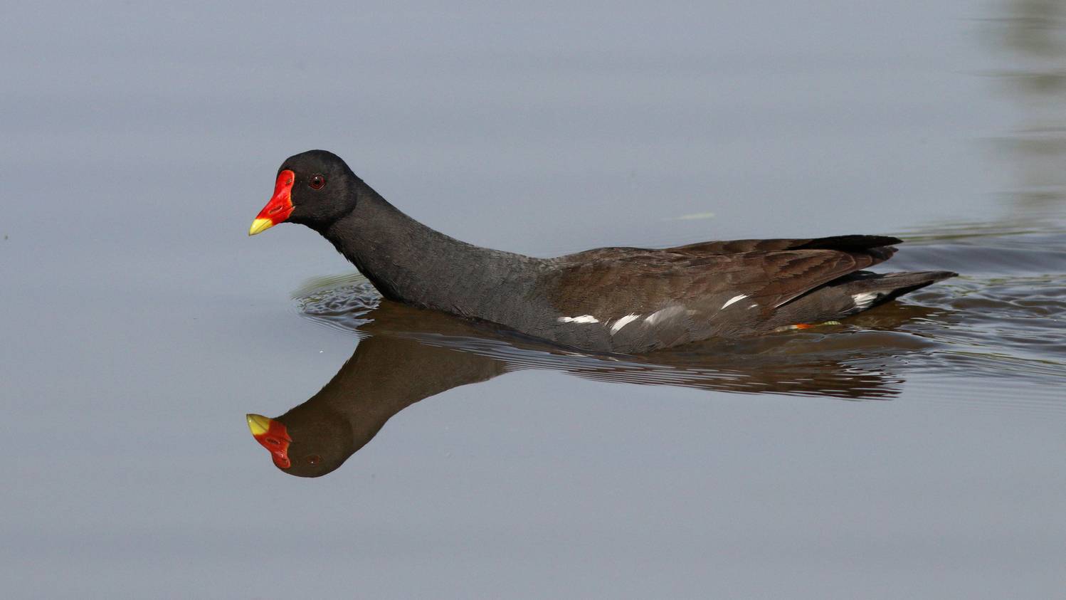 камышница, водяная курочка, gallinula chloropus, common moorhen, Бондаренко Георгий
