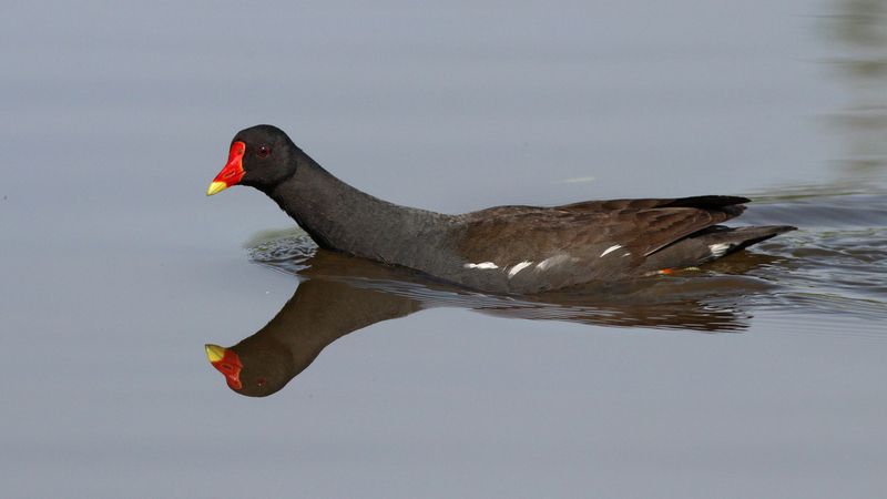 камышница, водяная курочка, gallinula chloropus, common moorhen Камышница фото превью