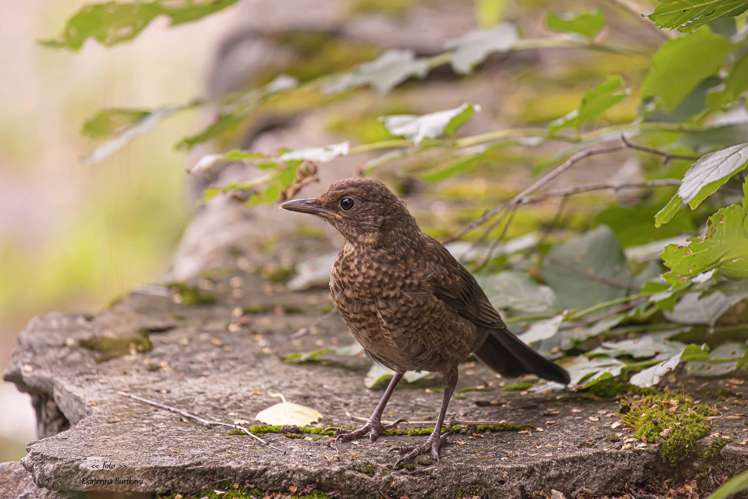 , Бурикова Екатерина