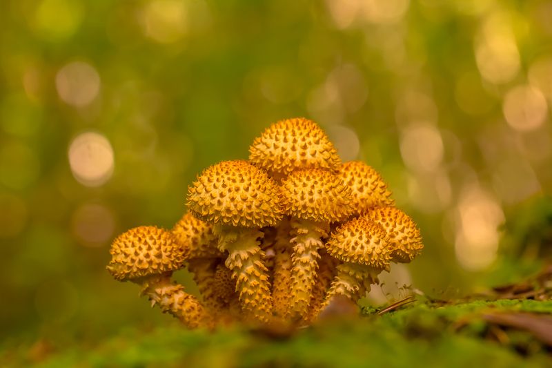 .... фото превью