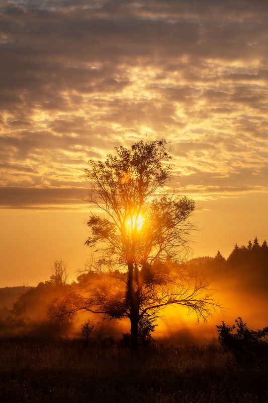 Дерево в восходящем солнце фото превью