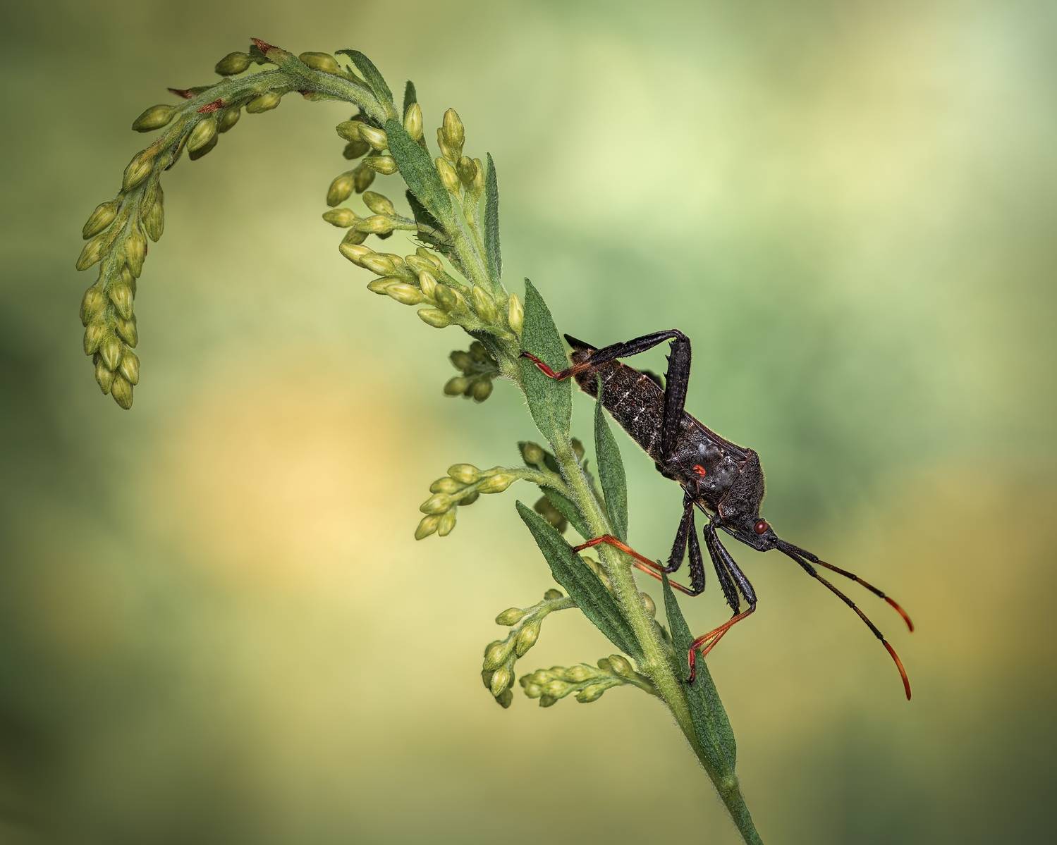beetle, insect, fall, autumn, stink bug, macro, leaves, season, seasons, camouflage, camouflaged,, Atul Saluja