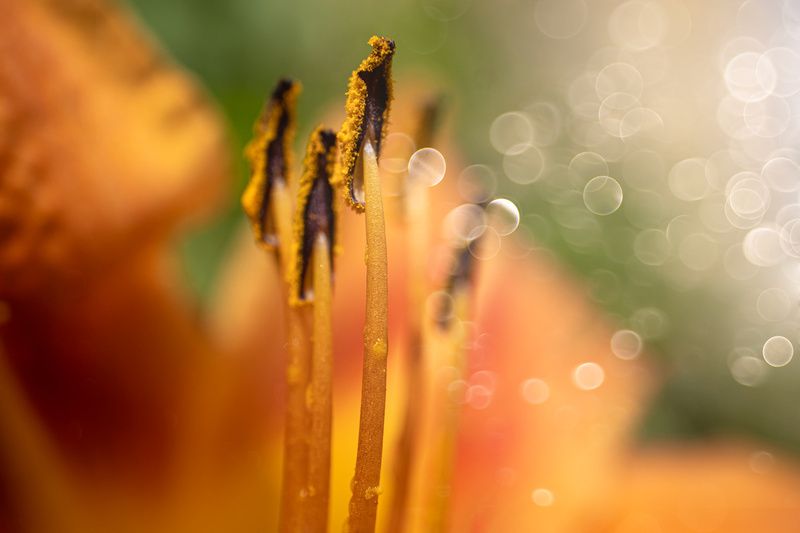 The fantasy of August фото превью