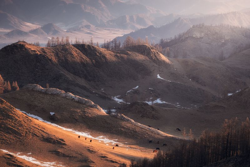 природа, пейзаж, горный алтай, рассвет, горы, лошадки Золотые склоны фото превью