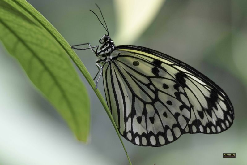 Butterfly фото превью