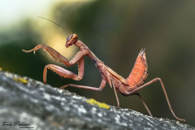 macro, mantis, georgia MANTIS фото превью