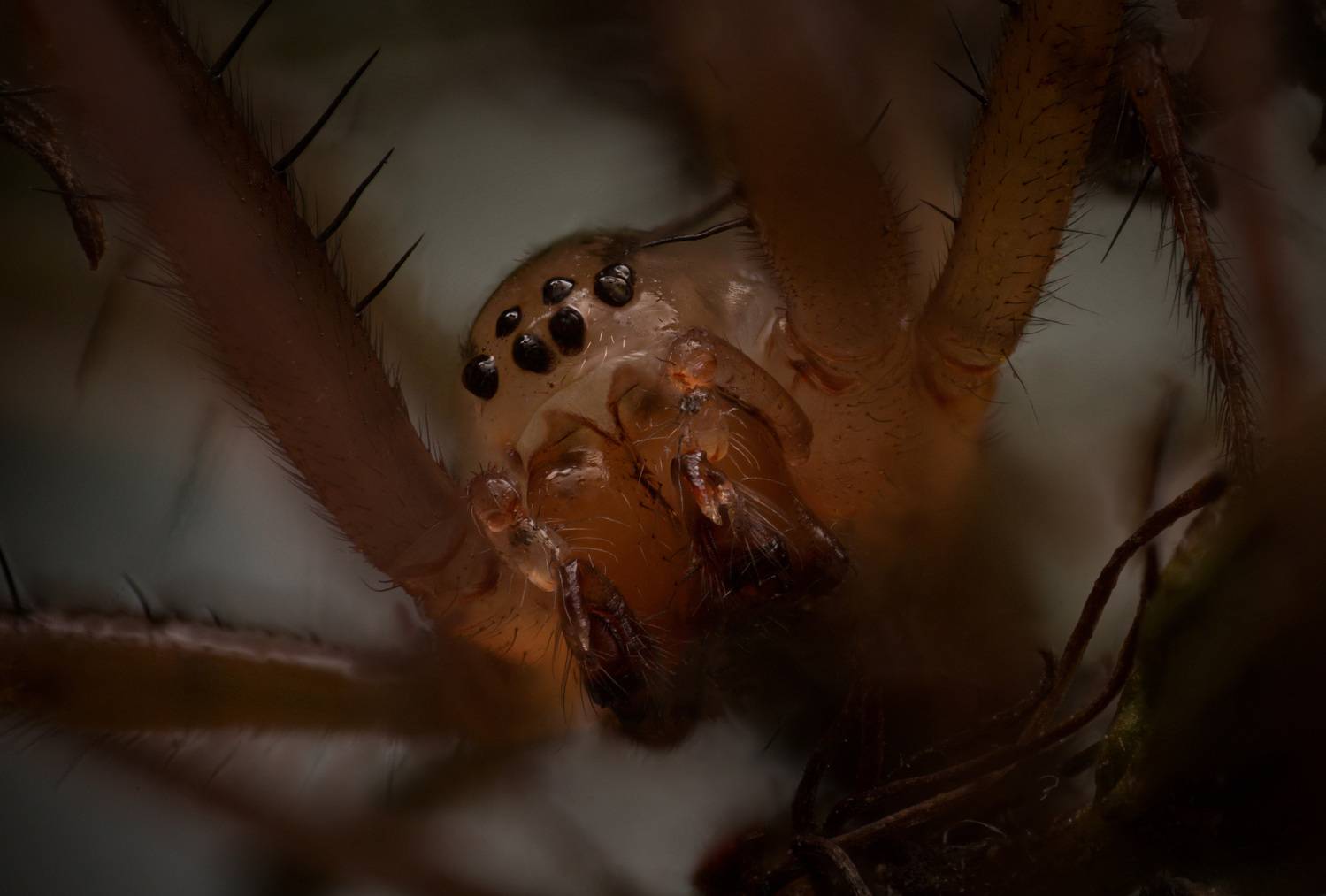 , Иван Золин